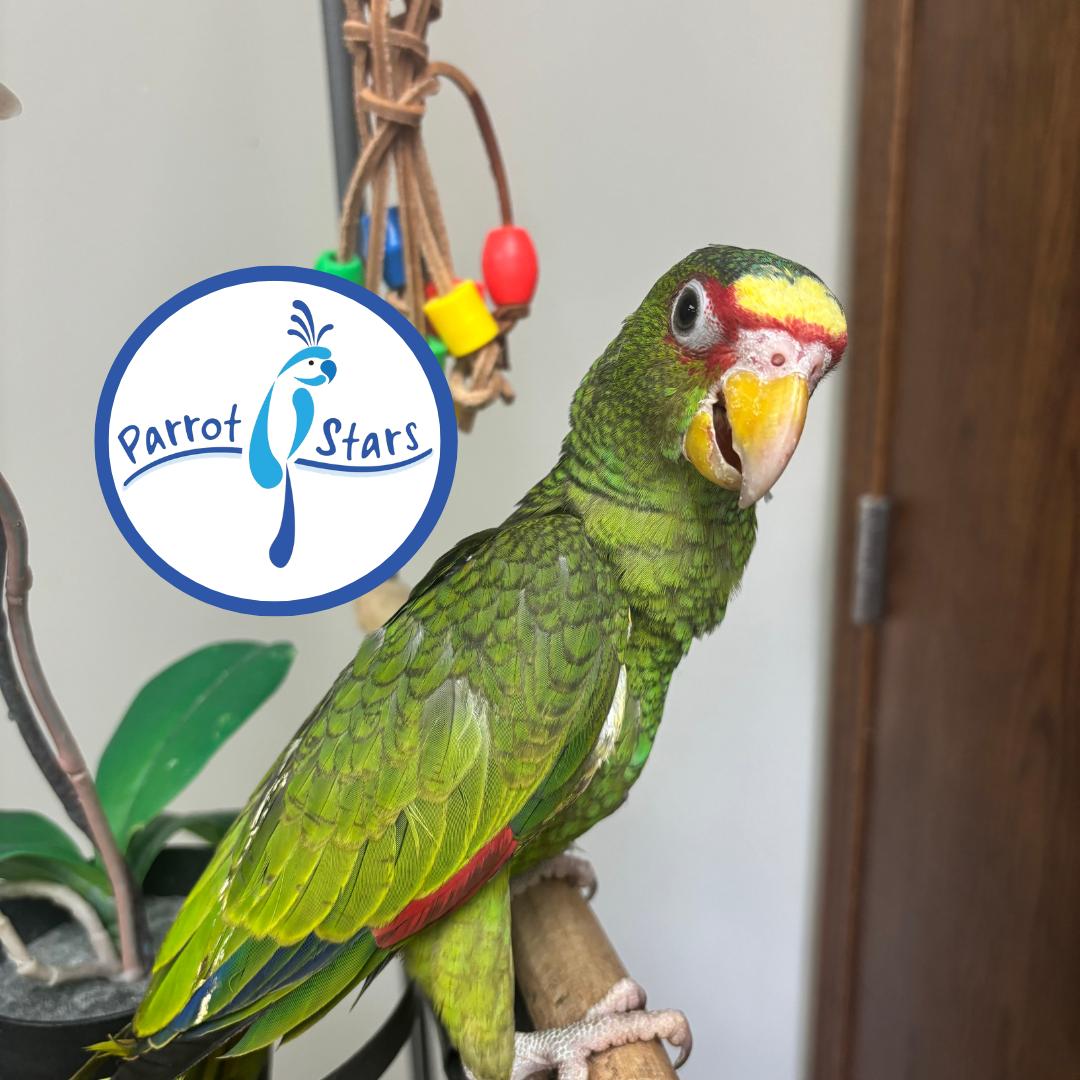 White Fronted Amazon