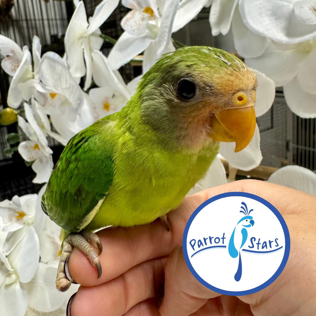 Plum Headed Parakeet