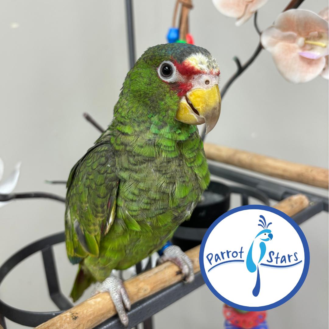 White Fronted Amazon