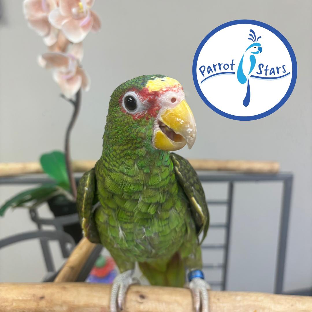 White Fronted Amazon