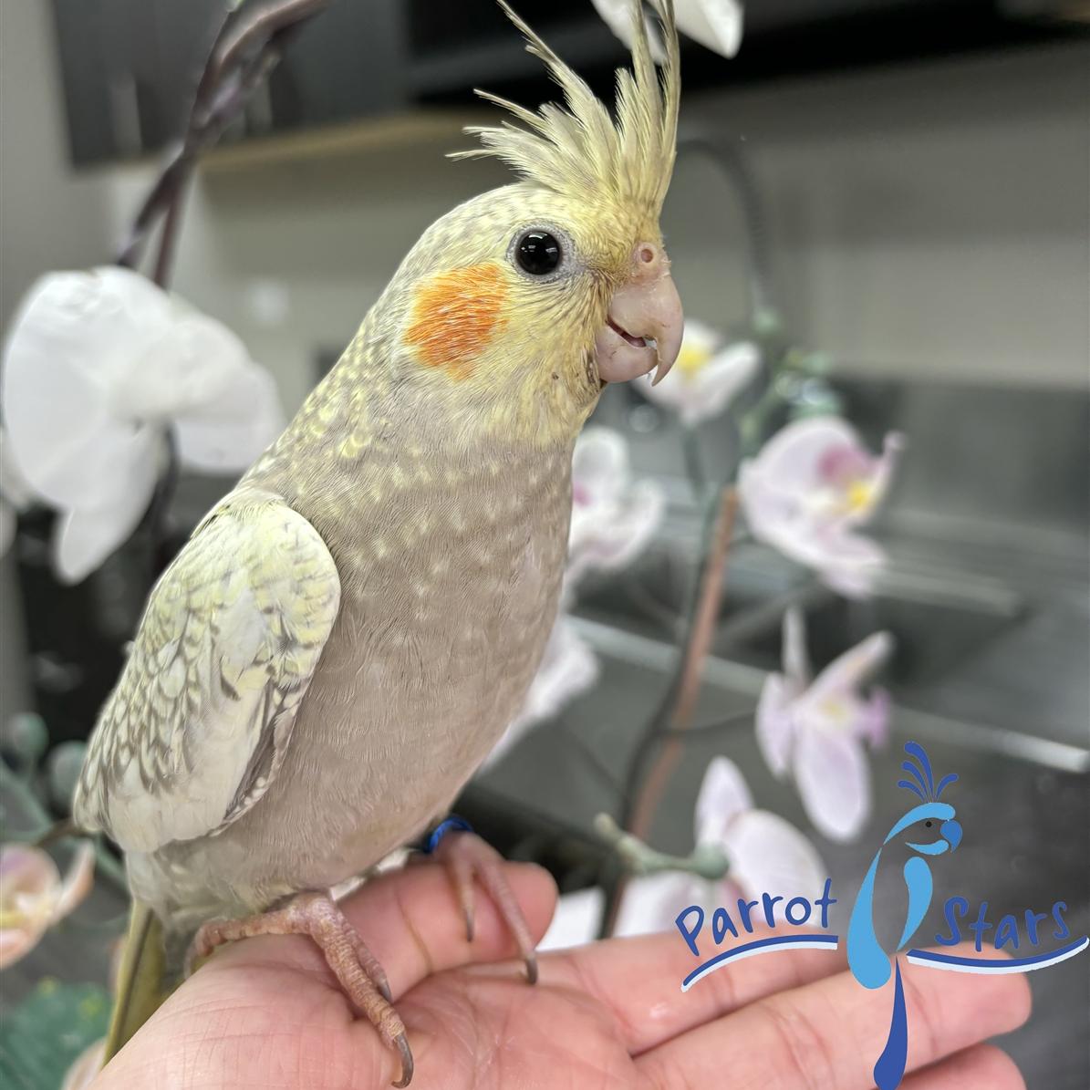 Cockatiel
