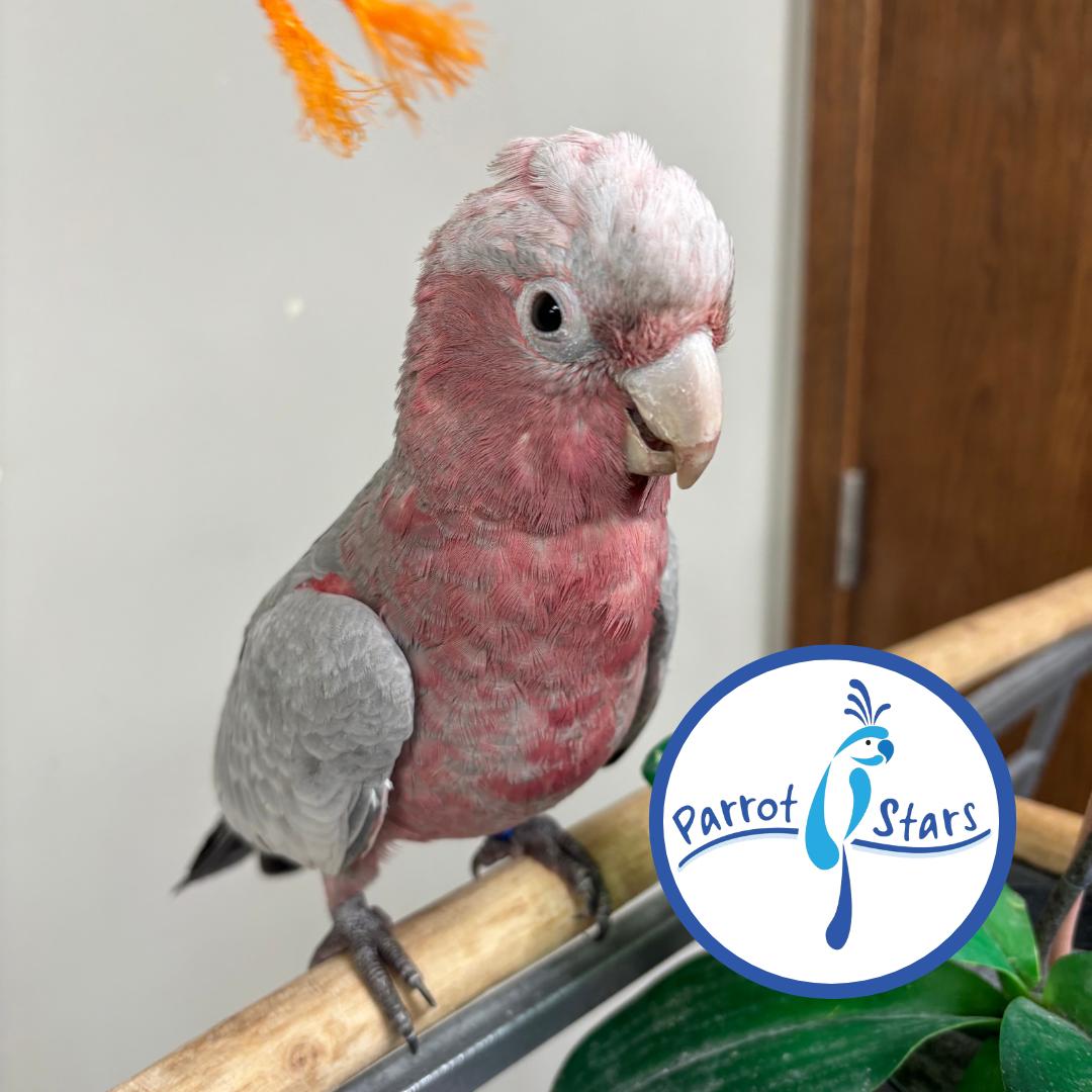 Rose Breasted Cockatoo