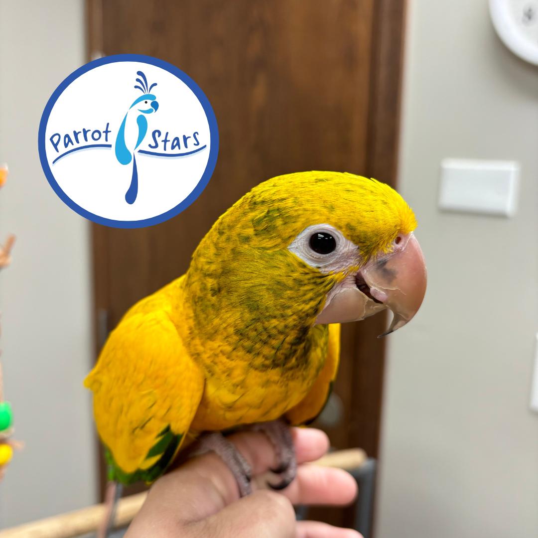 Golden Conure