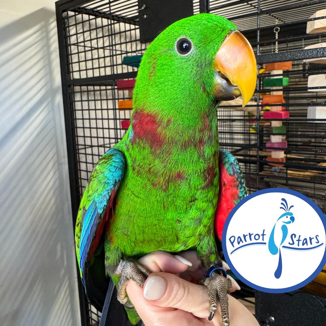 Solomon Island Eclectus