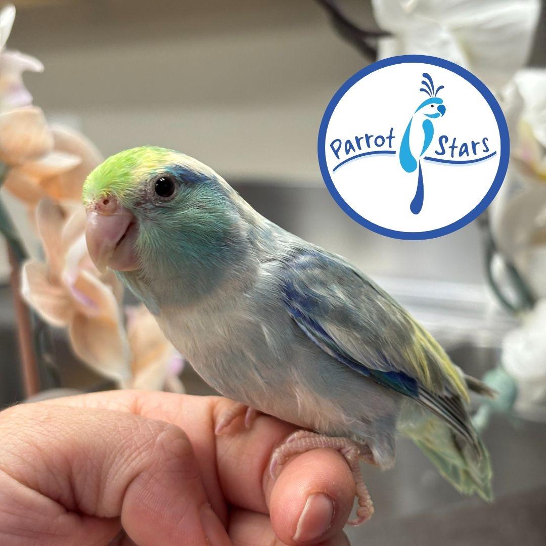 Pacific Parrotlet