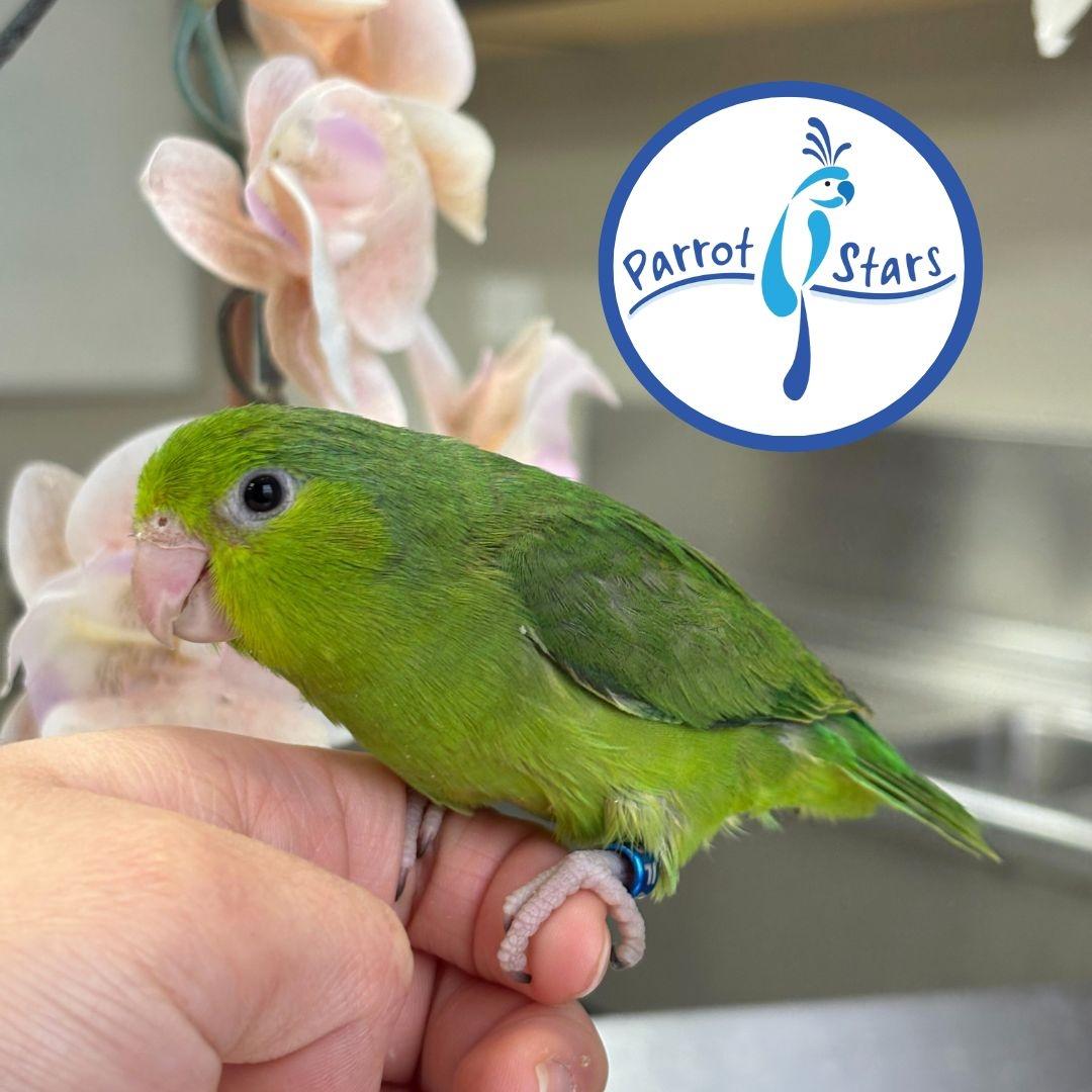 Pacific Parrotlet