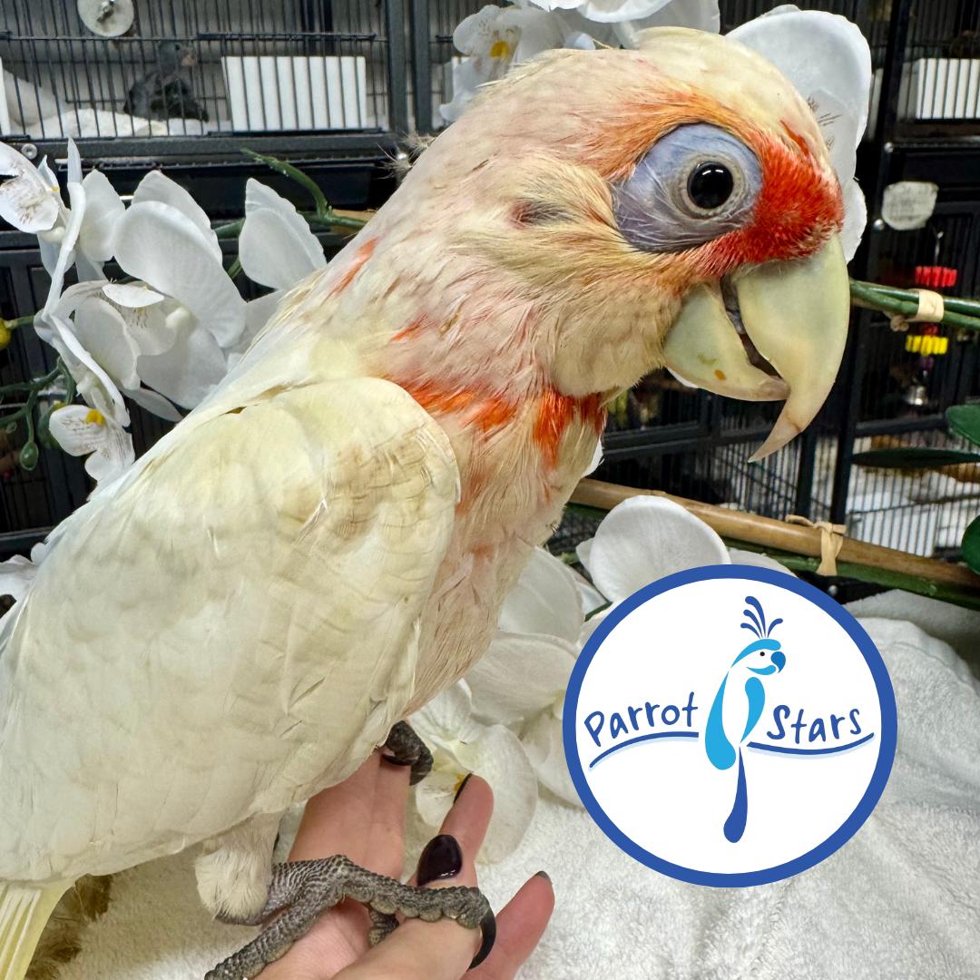 Slender Billed Corella