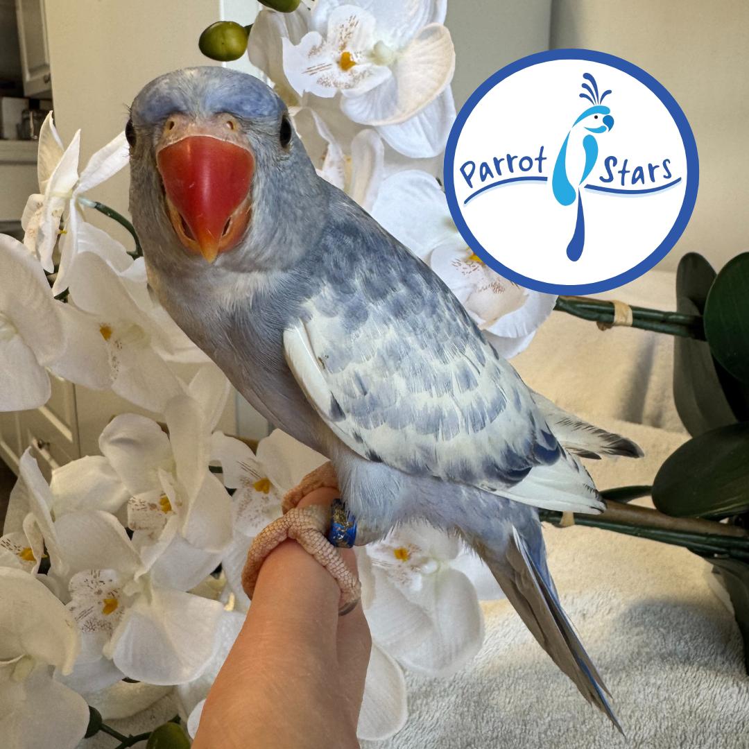 Indian Ringneck Parakeet