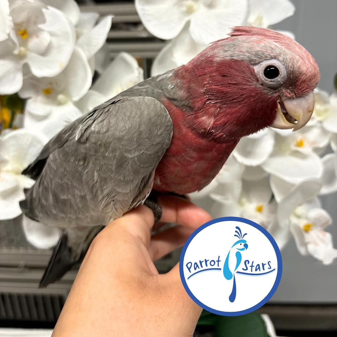 Rose Breasted Cockatoo photo 2