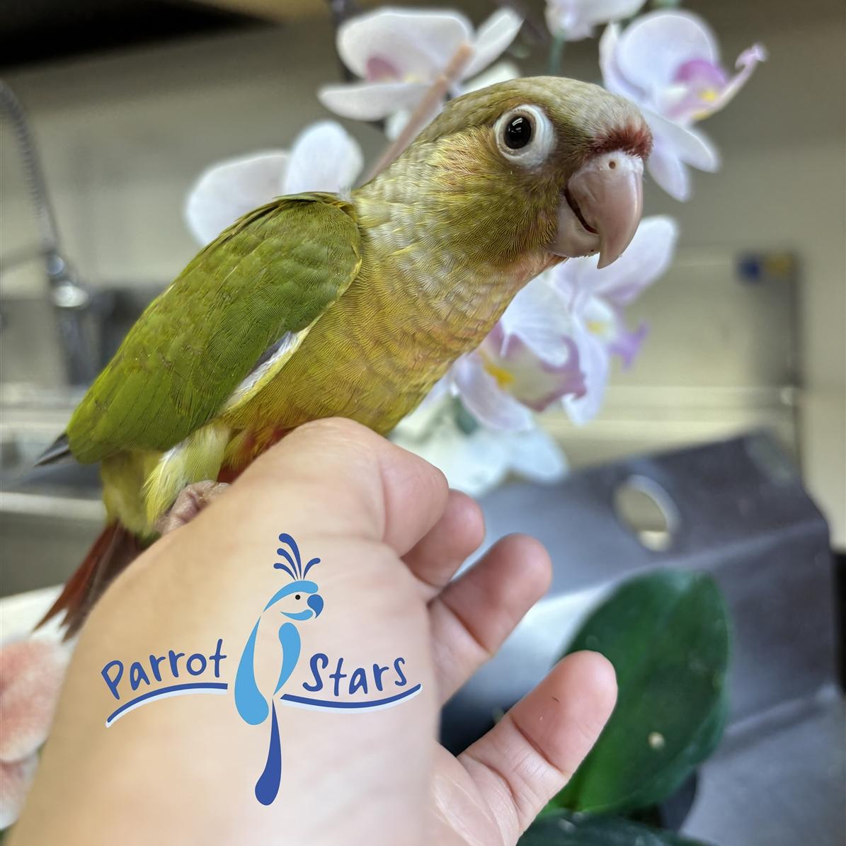 Green Cheek Conure