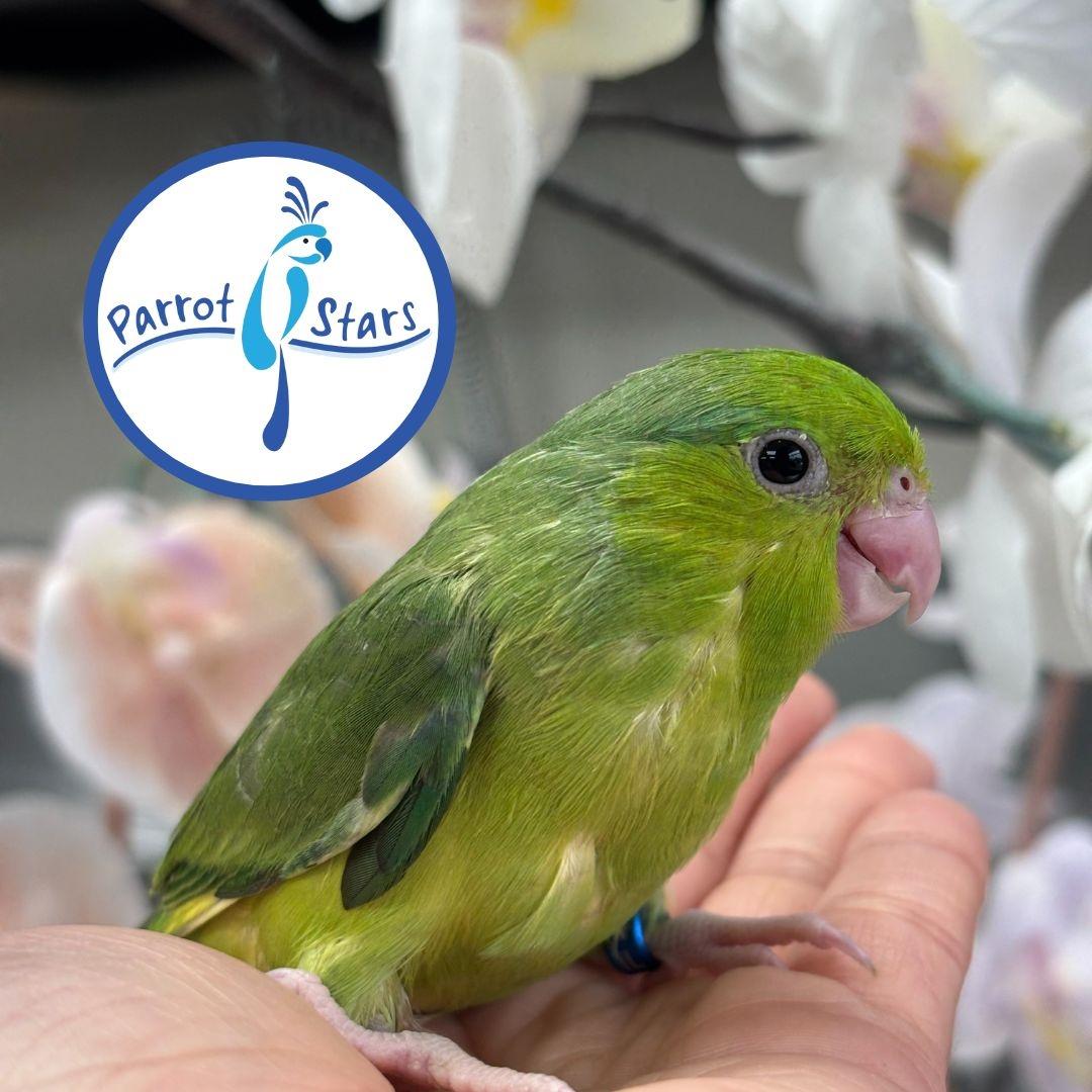 Pacific Parrotlet