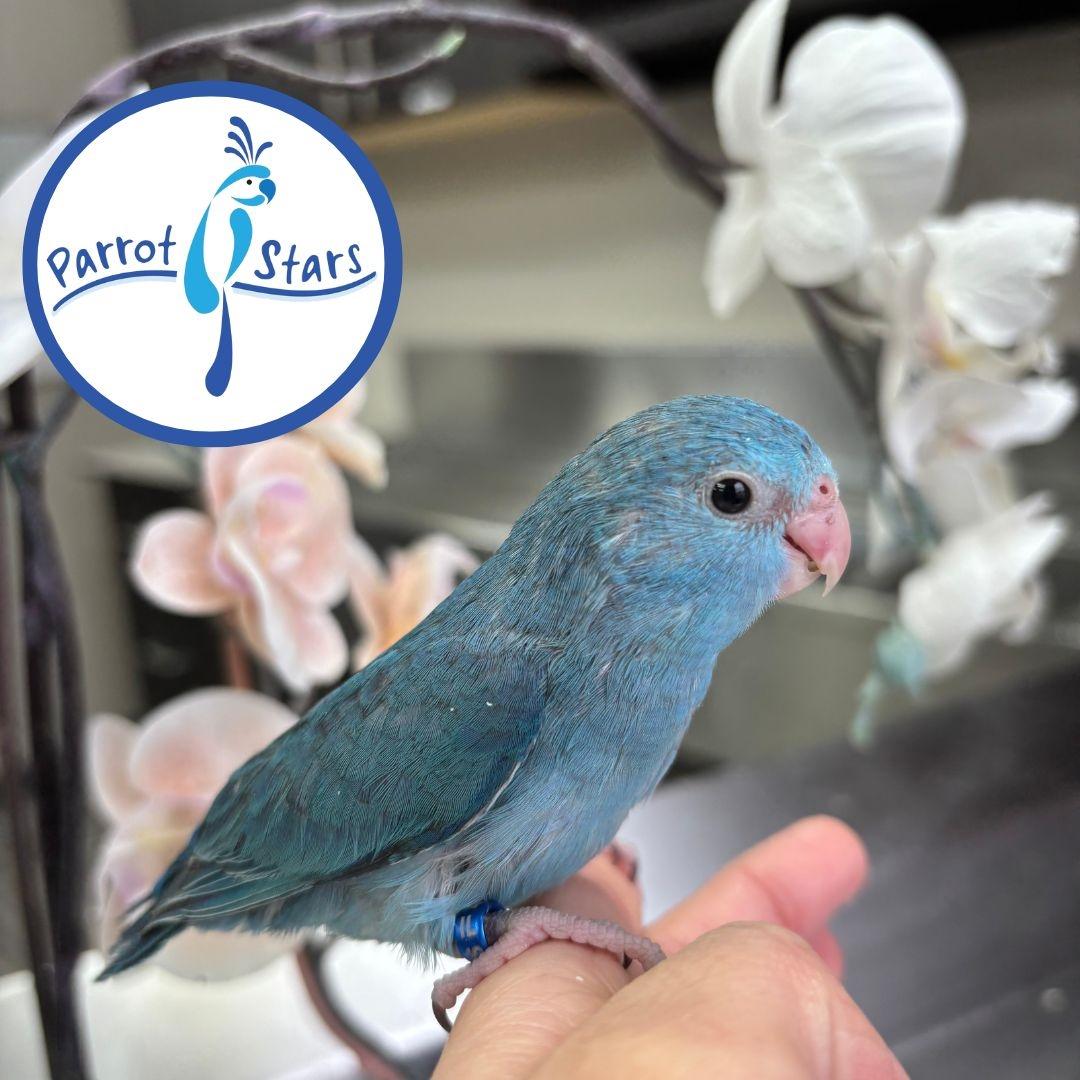 Pacific Parrotlet