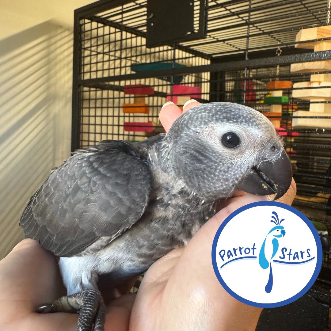 Timneh African Grey Parrot