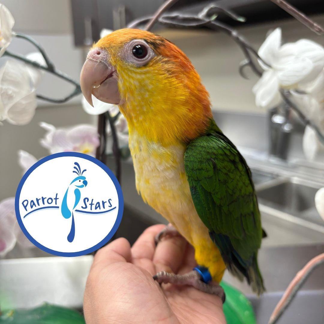 White Bellied Caique