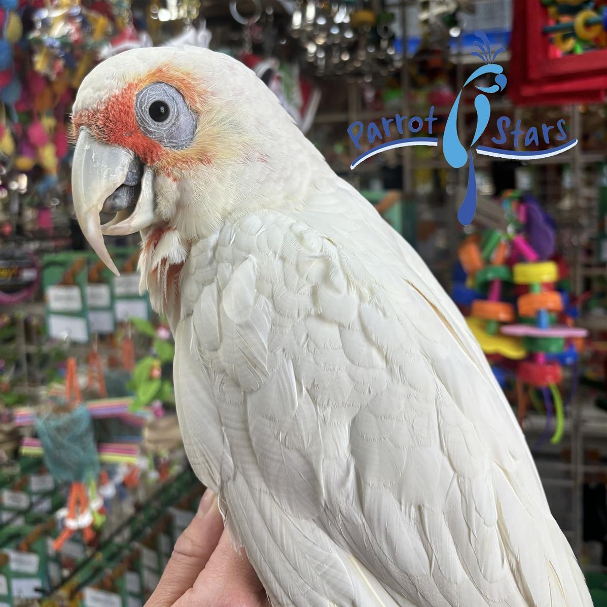 Slender Billed Corella