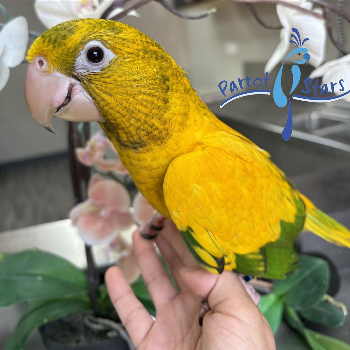 Golden Conure