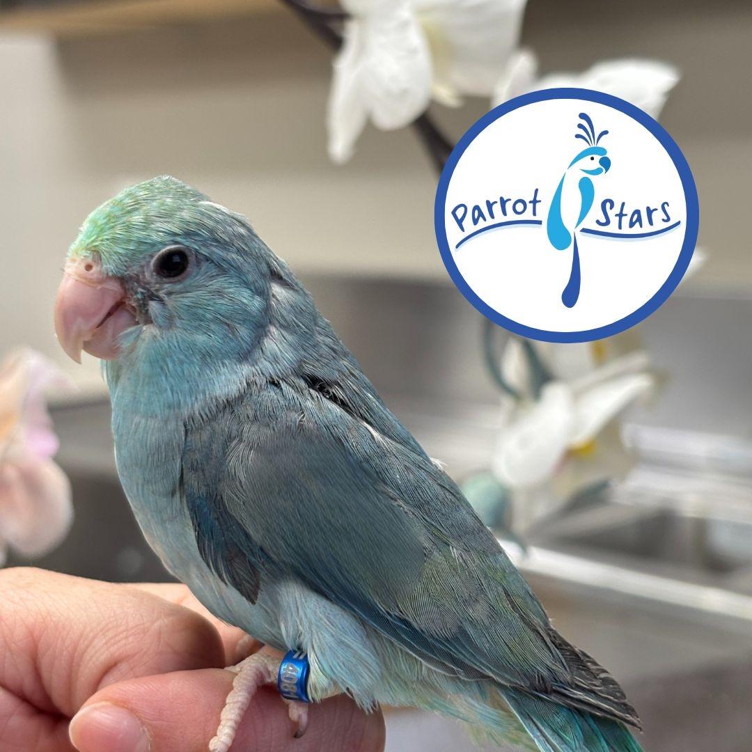 Pacific Parrotlet