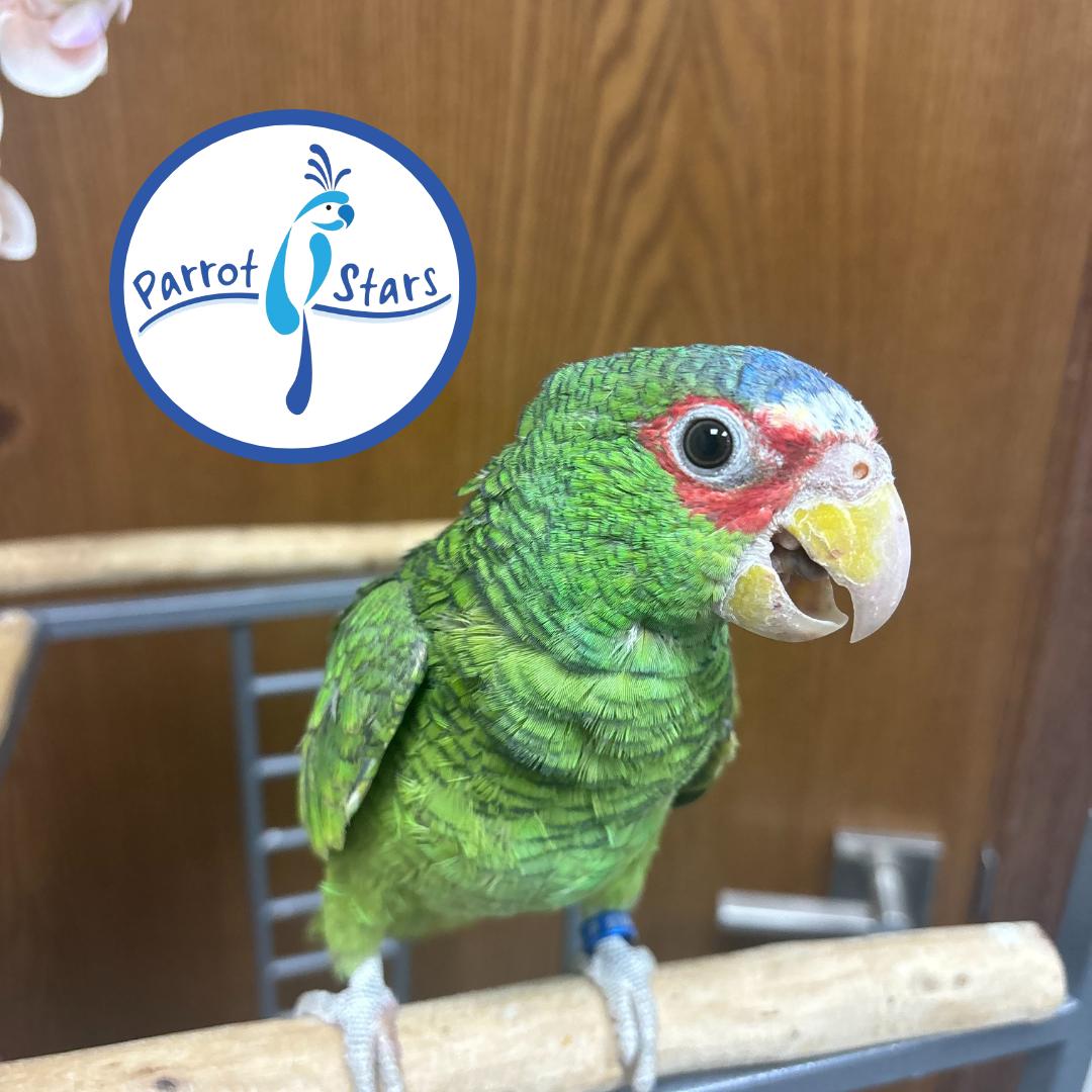 White Fronted Amazon