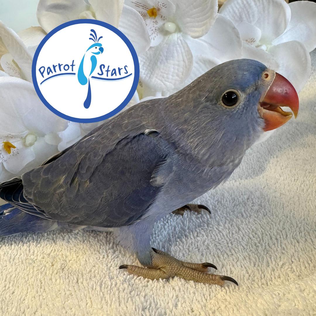 Indian Ringneck Parakeet