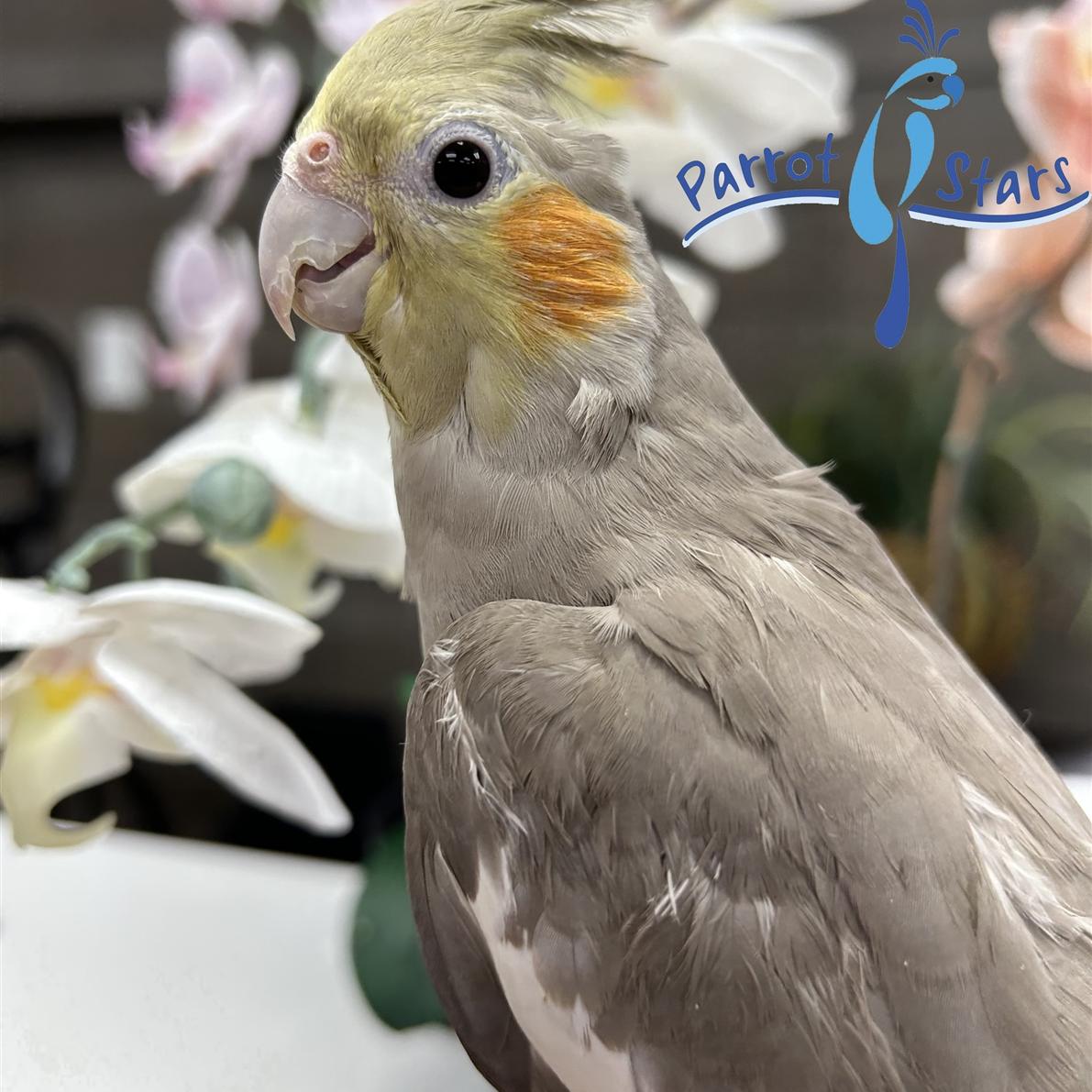 Cockatiel