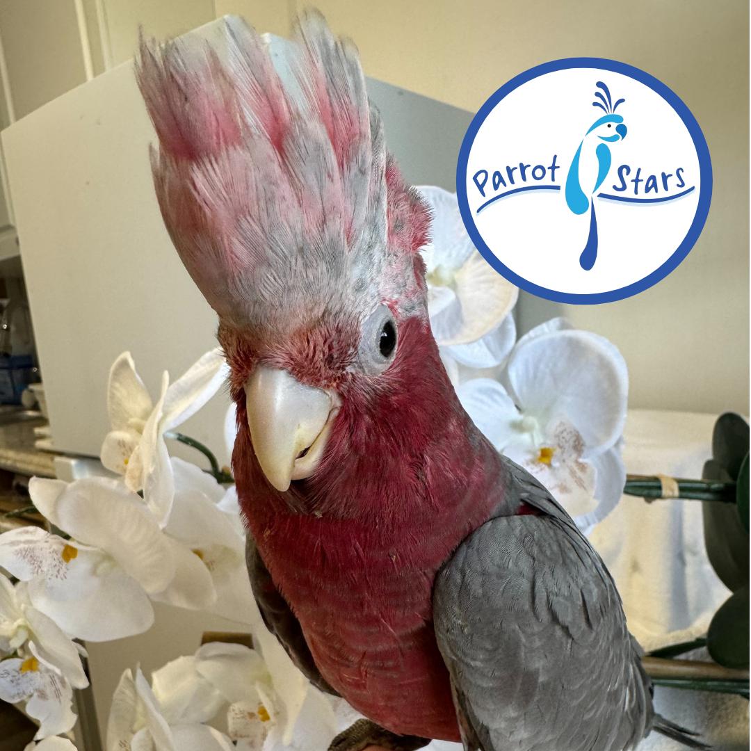 Rose Breasted Cockatoo