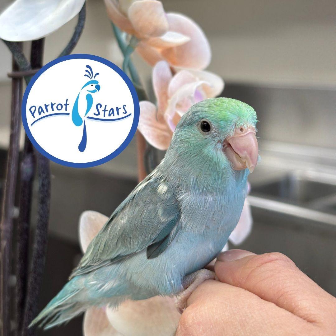 Pacific Parrotlet
