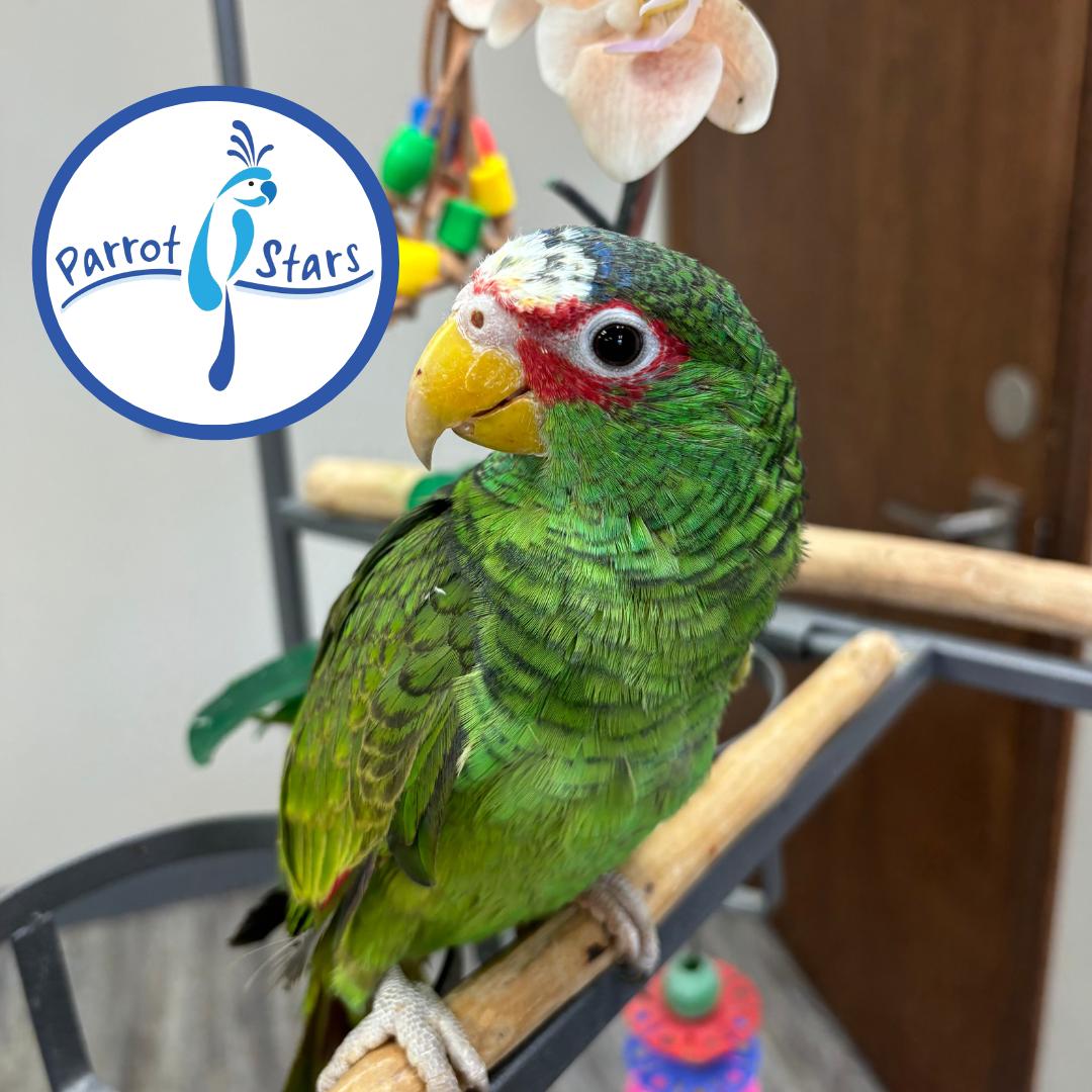 White Fronted Amazon