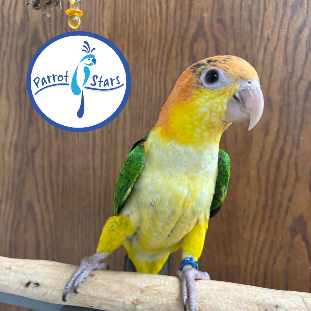 White Bellied Caique