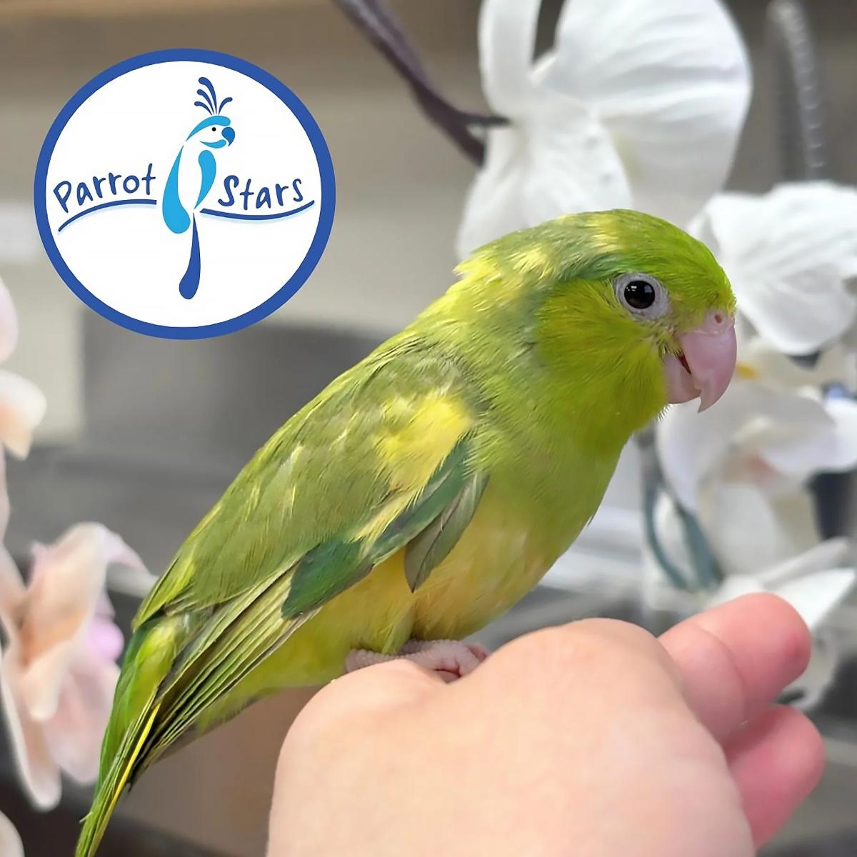 Pacific Parrotlet