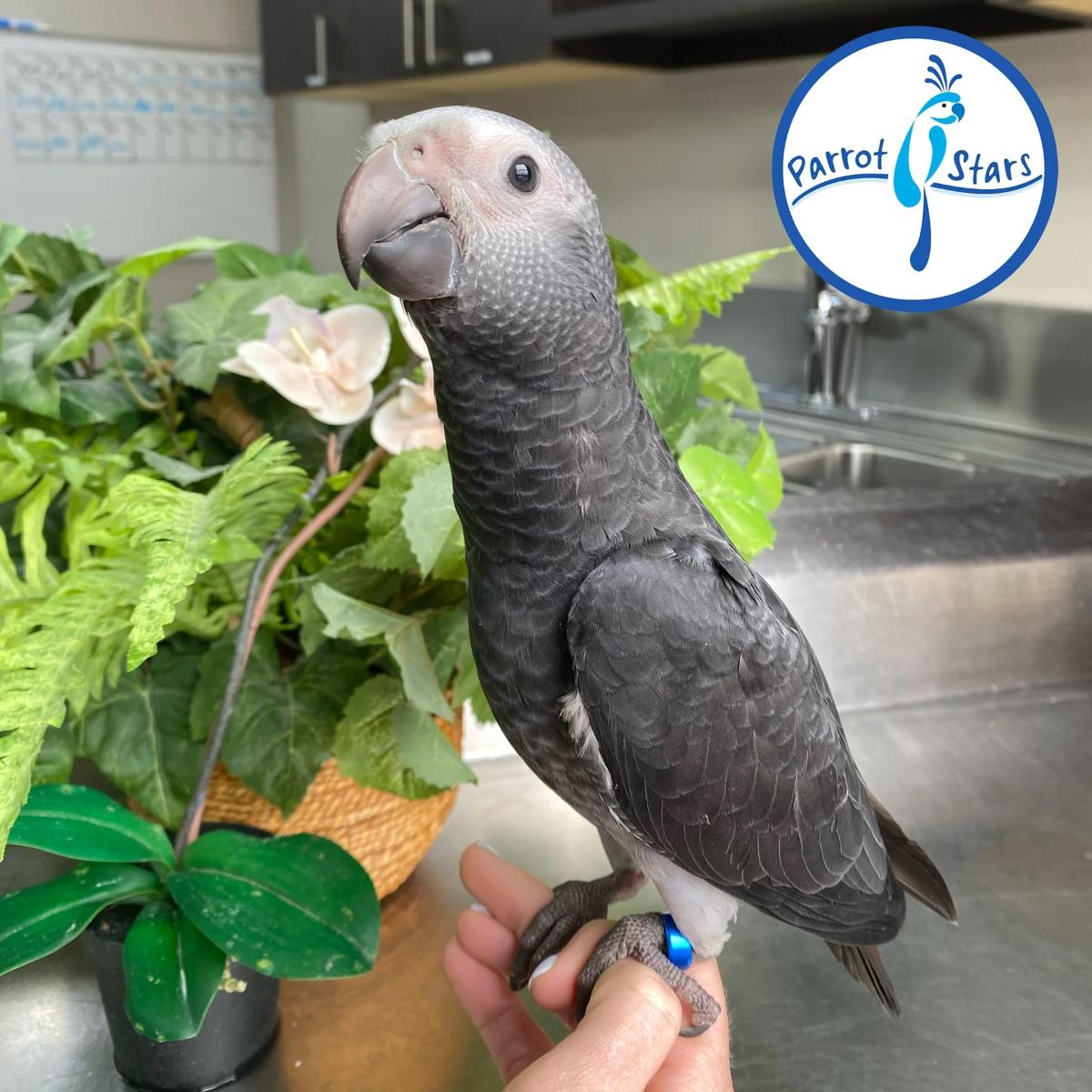 Timneh African Grey Parrot