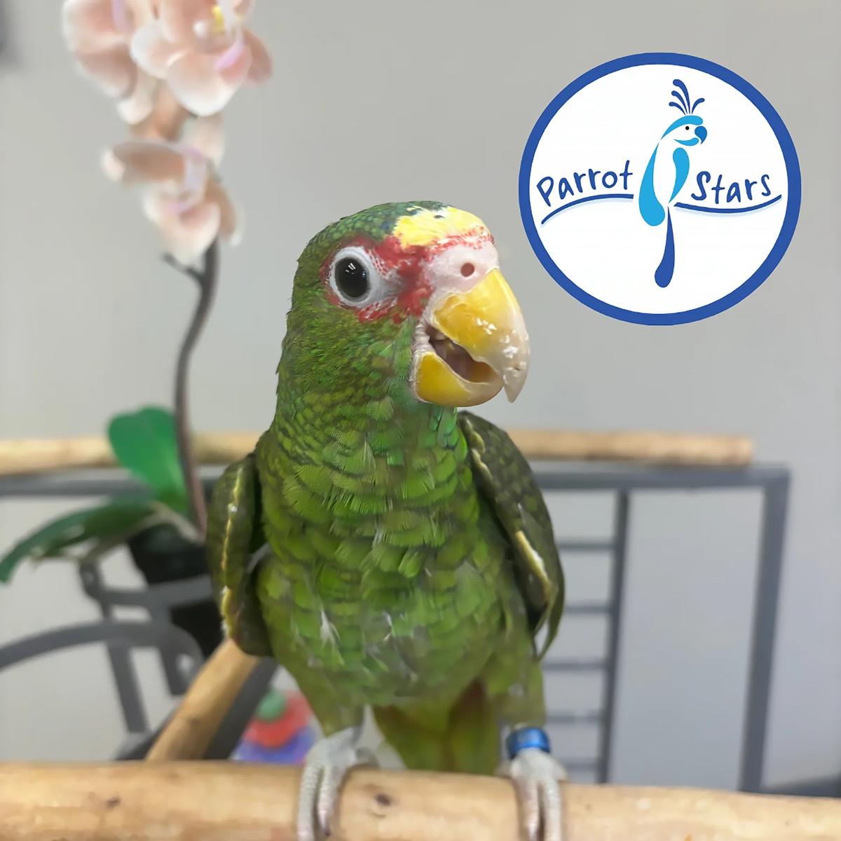 White Fronted Amazon