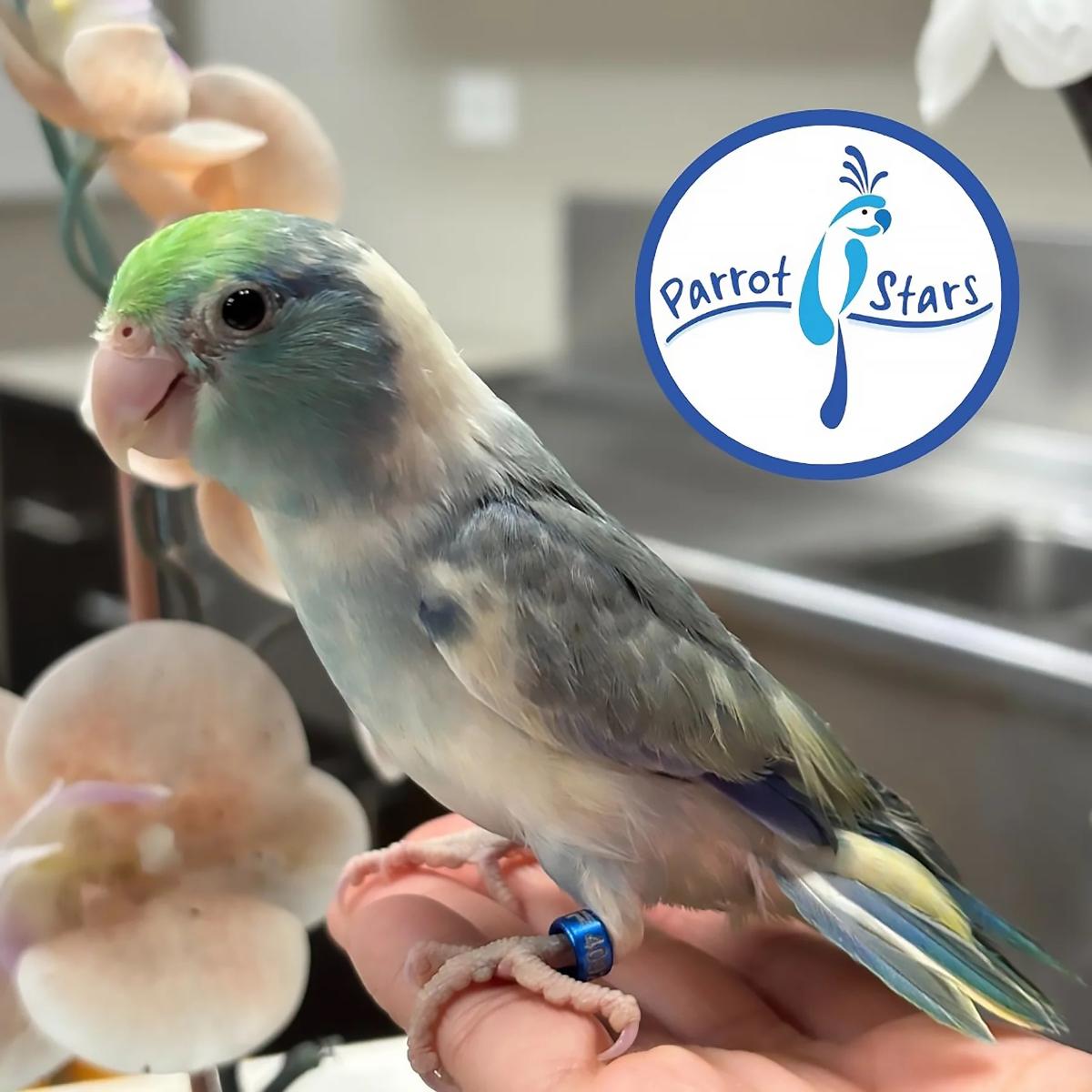 Pacific Parrotlet