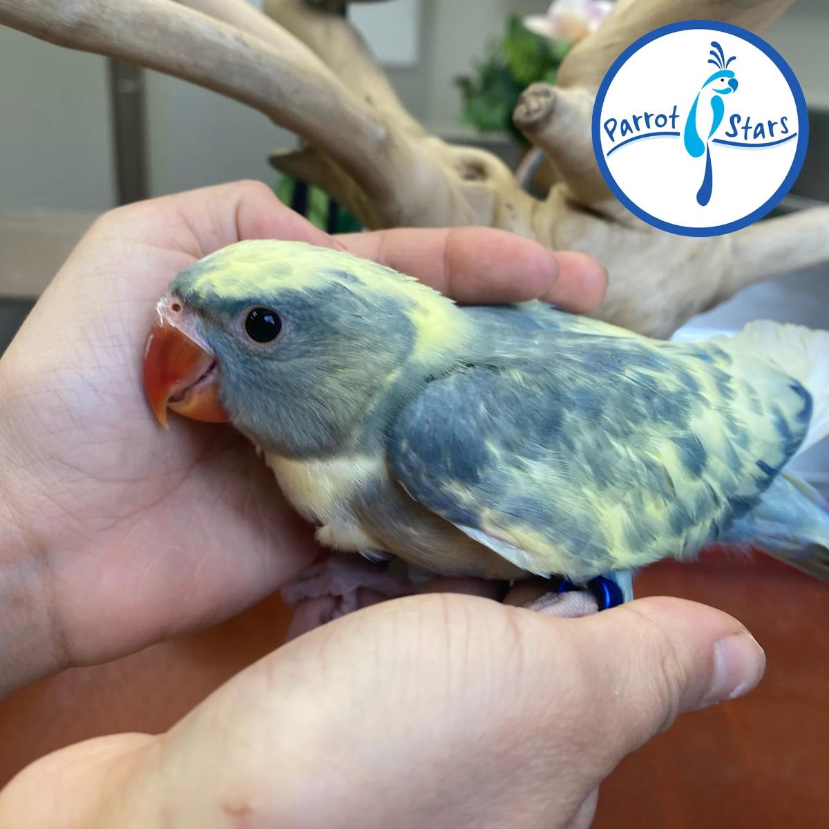 Indian Ringneck Parakeet