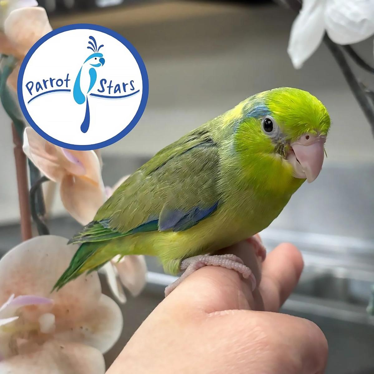 Pacific Parrotlet
