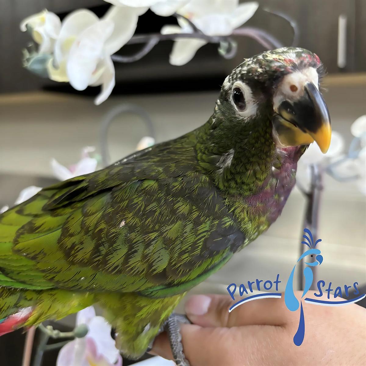 Maximilian Pionus