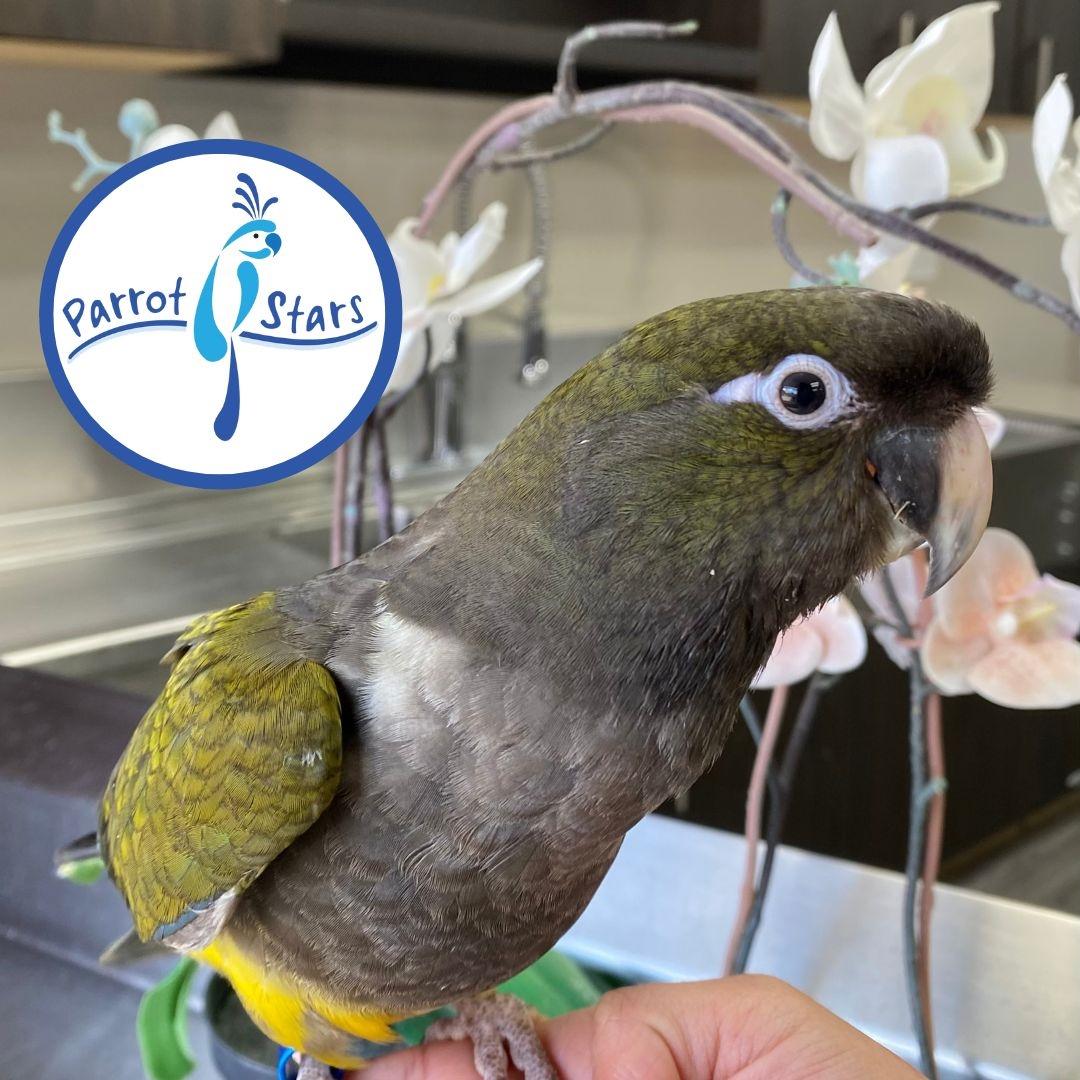 Patagonian Conure