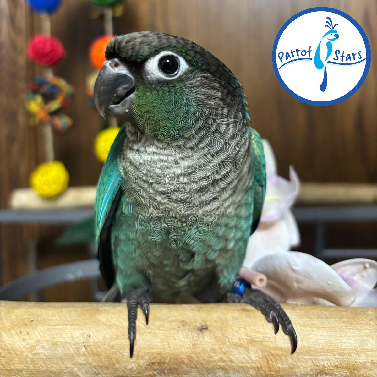 Green Cheek Conure