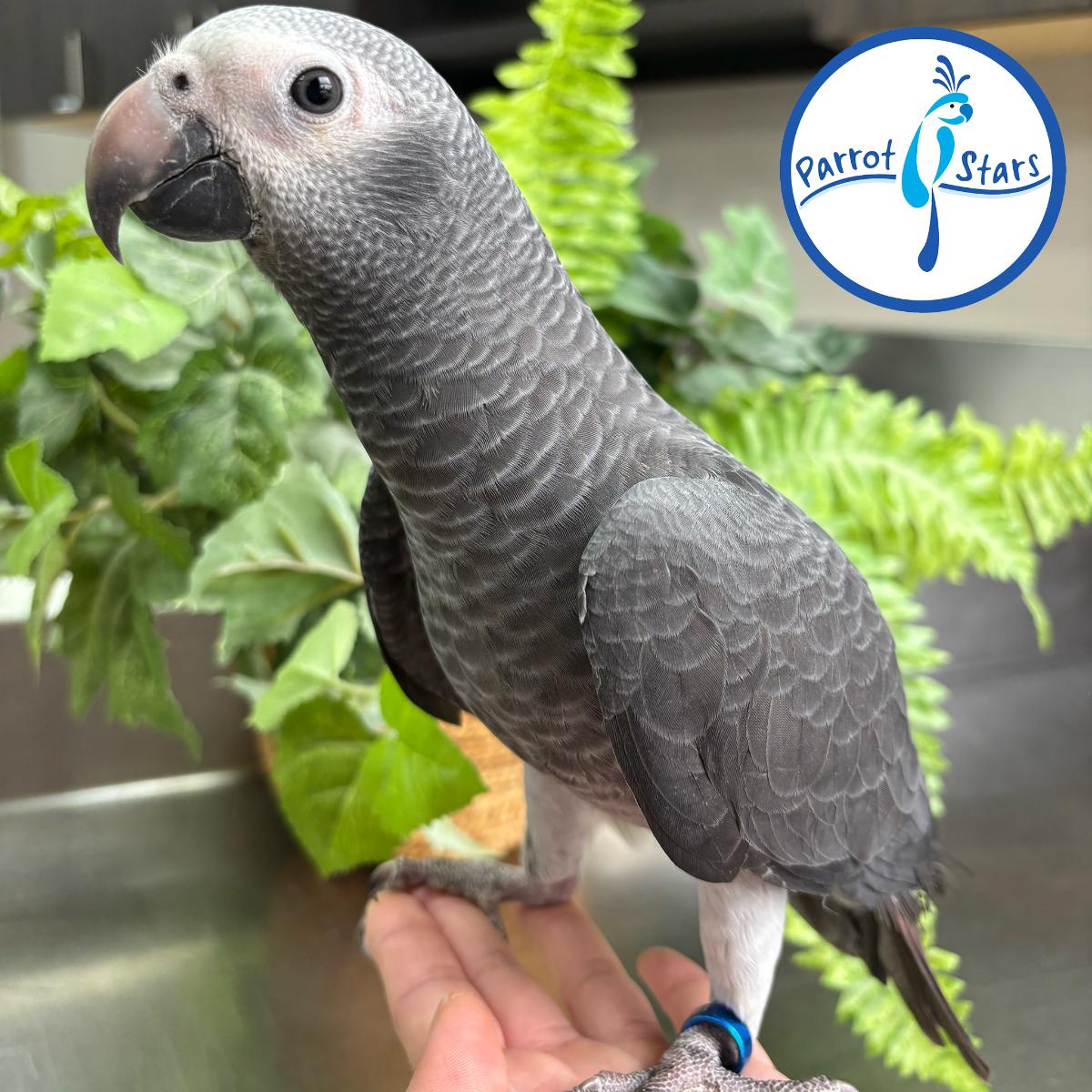Timneh African Grey Parrot
