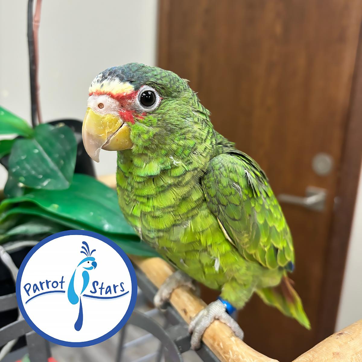 White Fronted Amazon