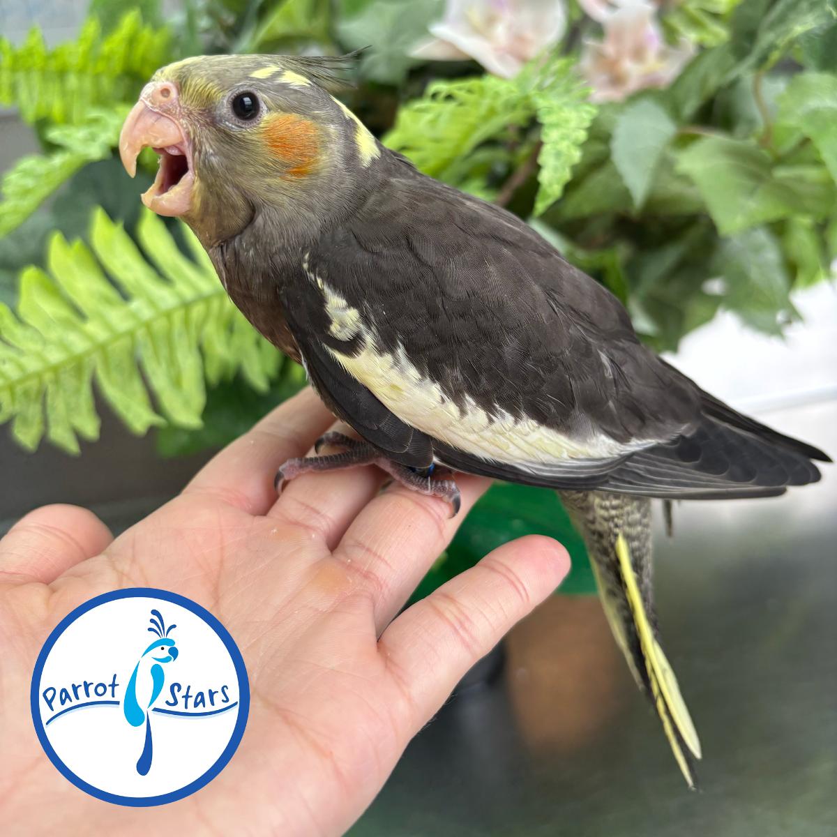 Cockatiel