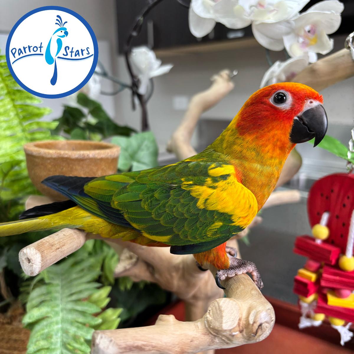 Sun Conure