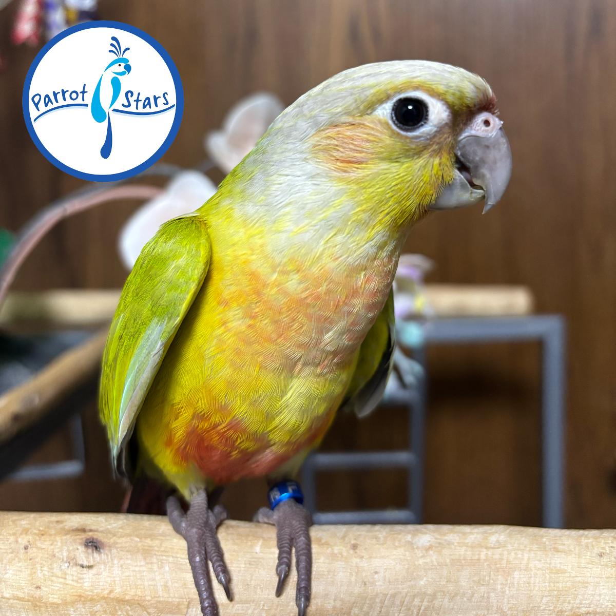 Green Cheek Conure
