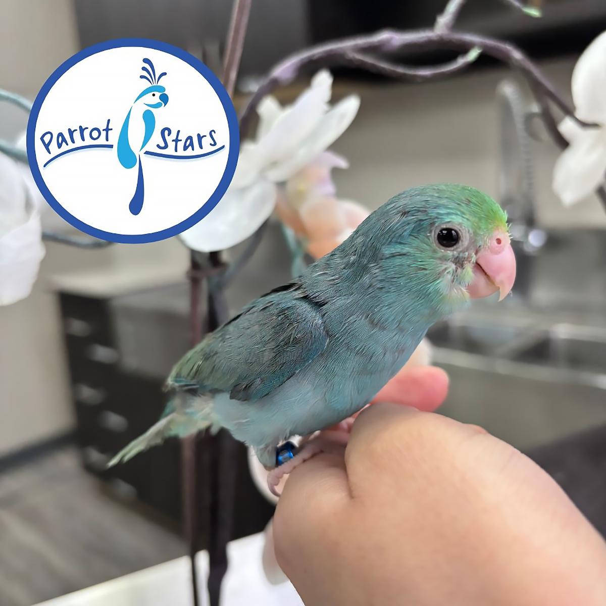 Pacific Parrotlet