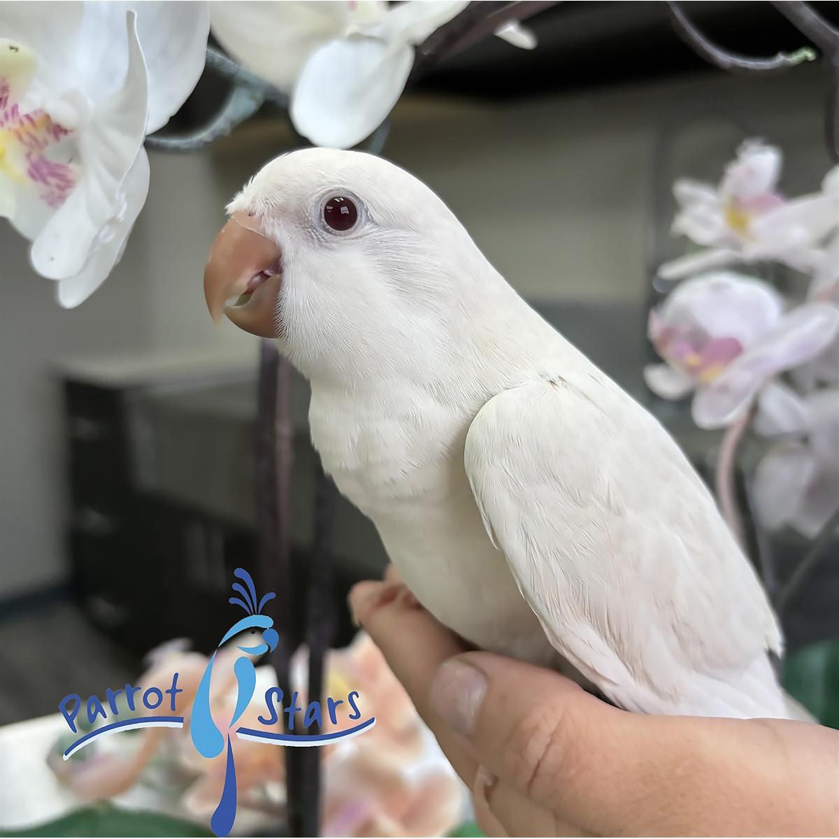 Quaker Parrot