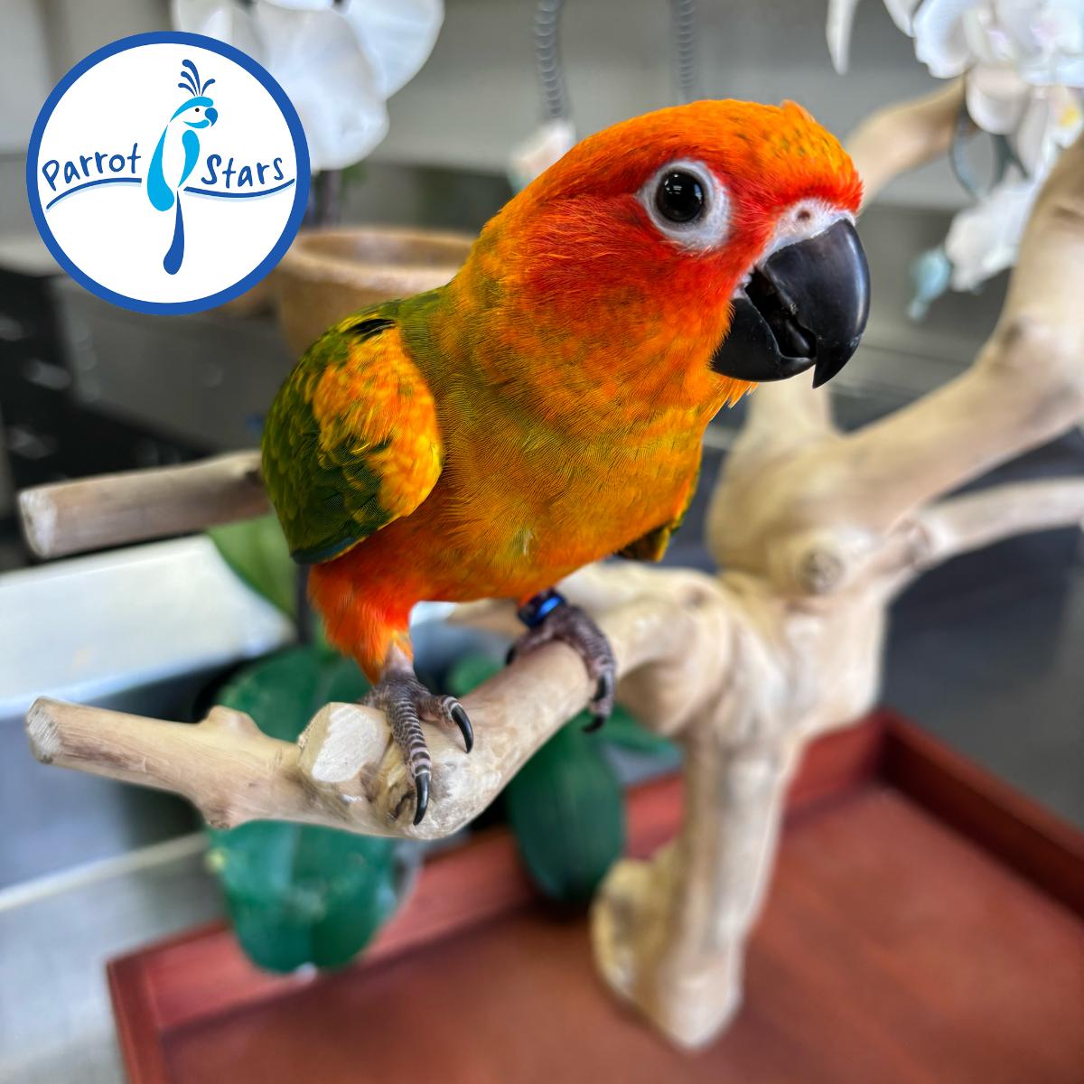Sun Conure