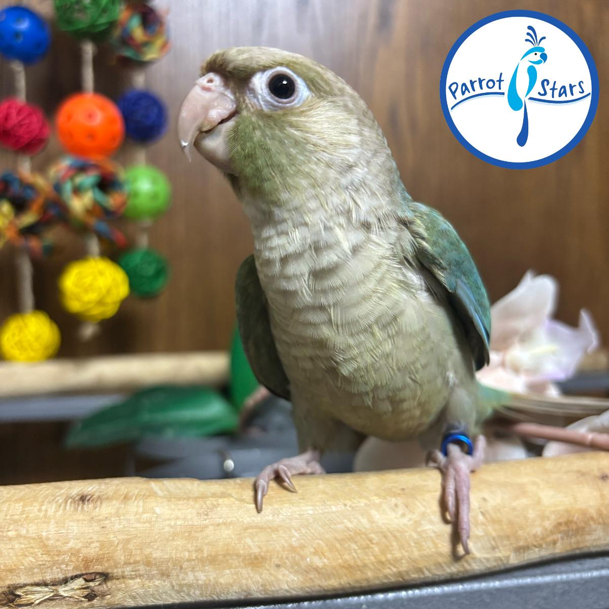 Green Cheek Conure