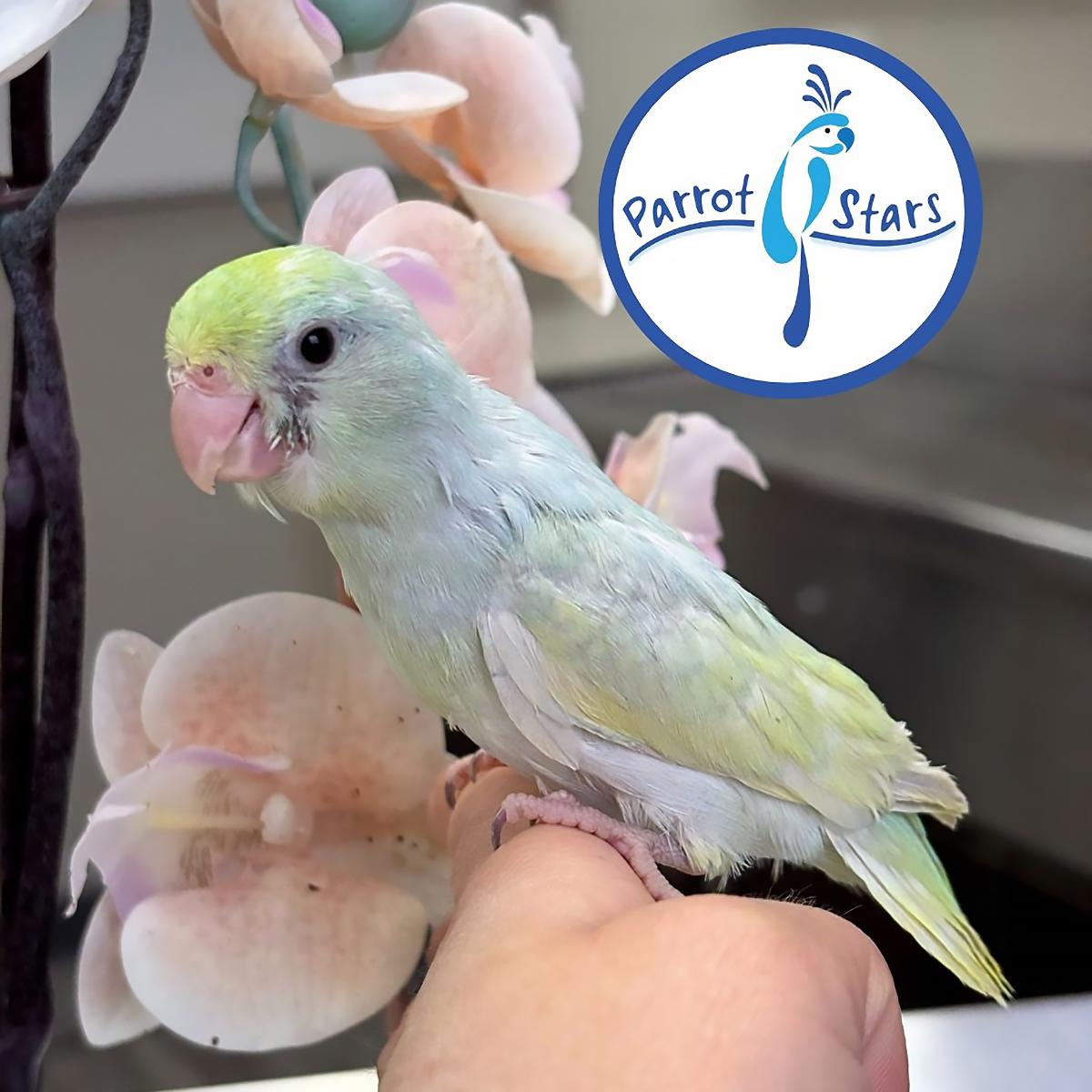 Pacific Parrotlet