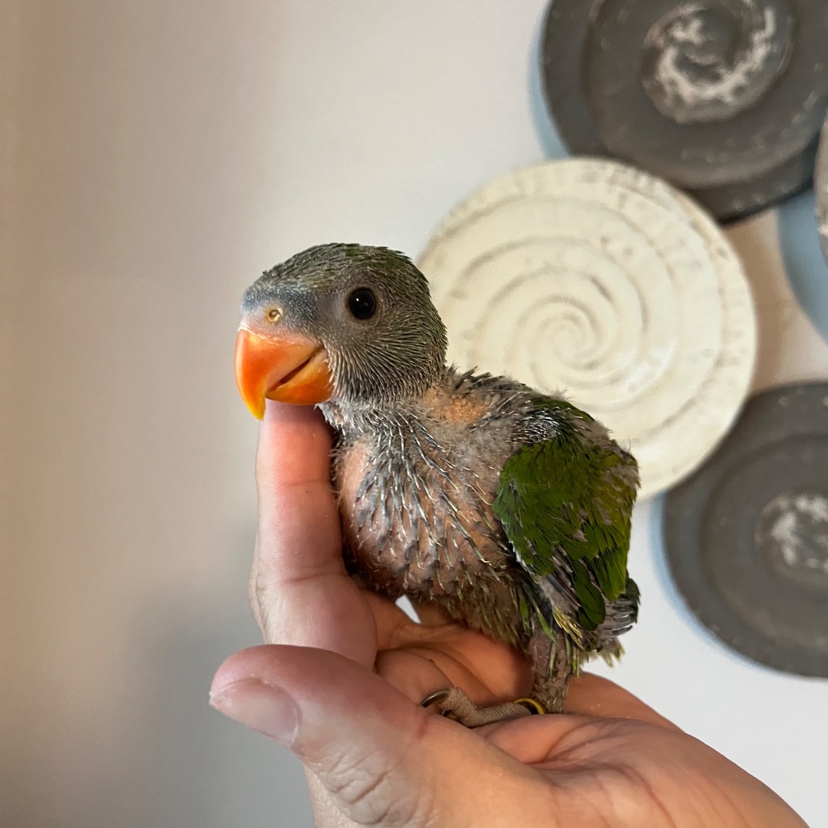 Moustached Parakeet photo 2