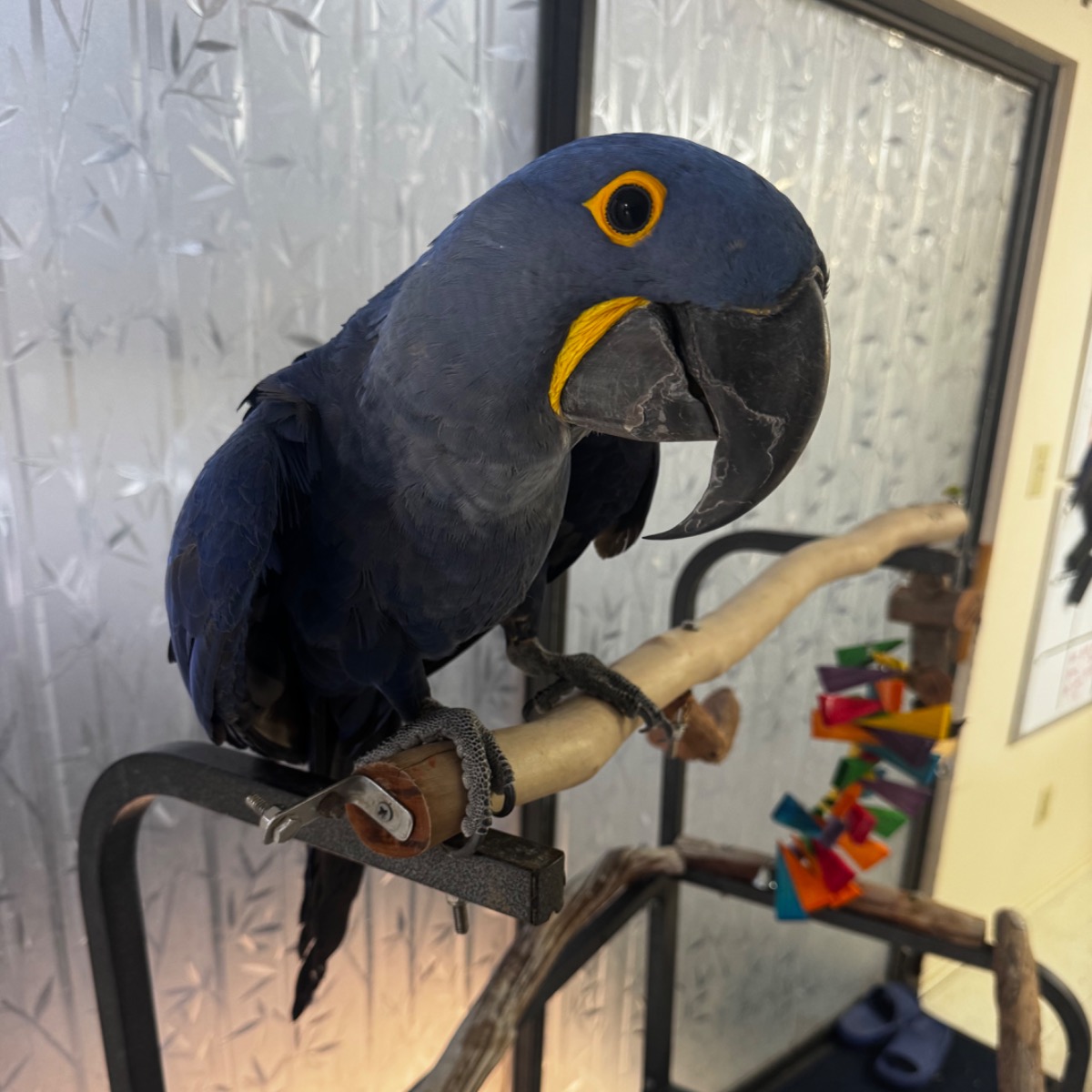 Hyacinth Macaw photo 2
