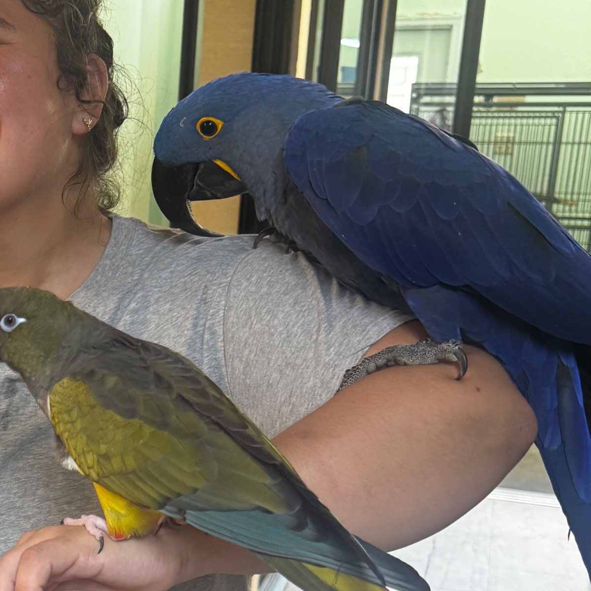 Hyacinth Macaw photo 3